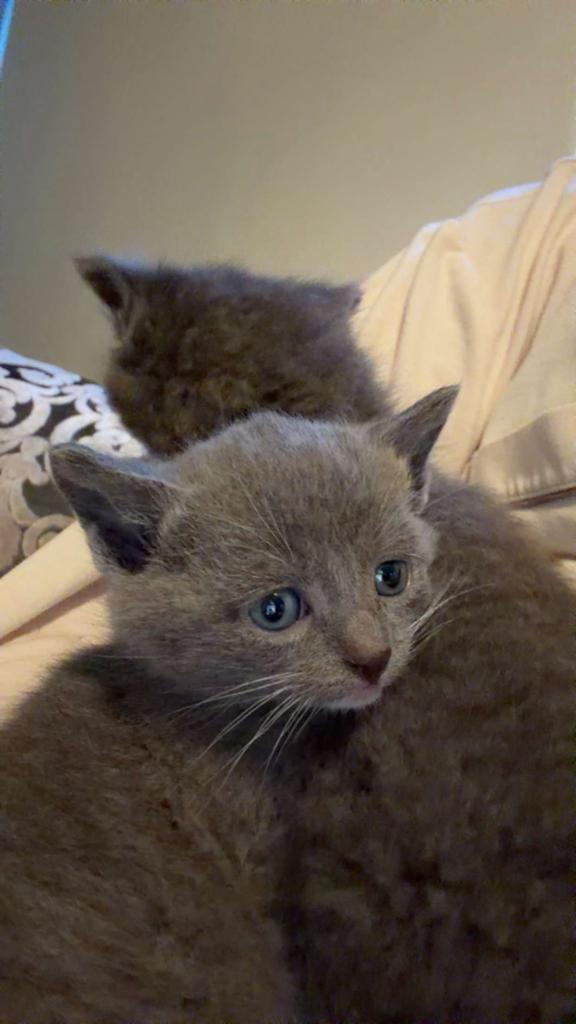 Kittens britsekorthaar, Dieren en Toebehoren, Kater, Kortharig, 0 tot 2 jaar