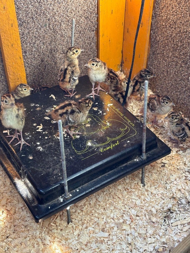 bos fazanten kuikens, Dieren en Toebehoren, Geslacht onbekend, Overige soorten
