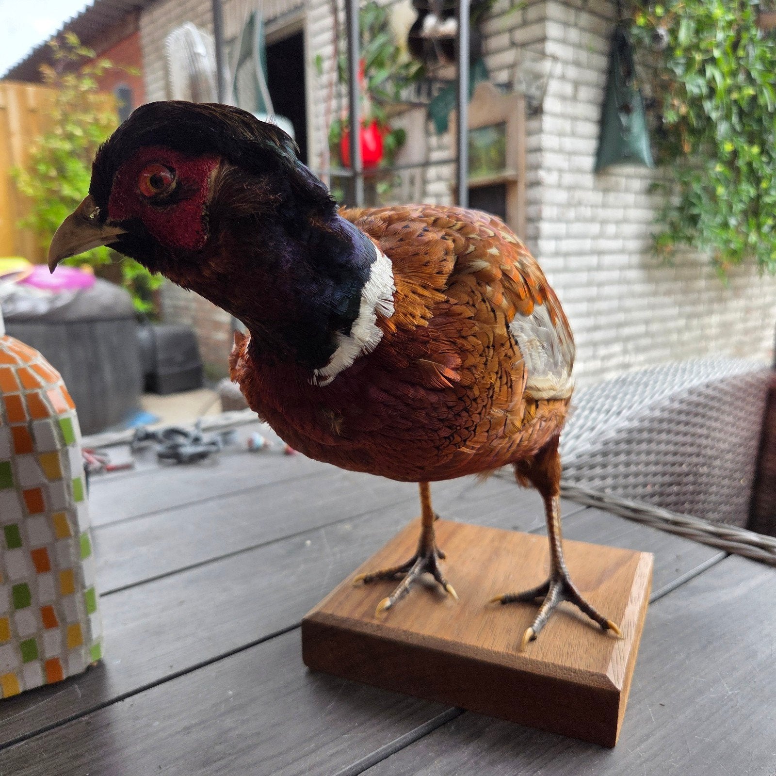 Opgezette dieren Fazant vogel geprepareerd