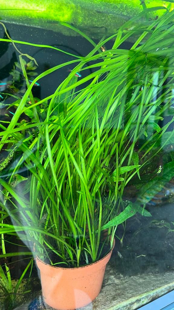 Vallisneria spiralis te koop, Ophalen of Verzenden, Nieuw, Plant(en), Steen of Hout, Overige merken
