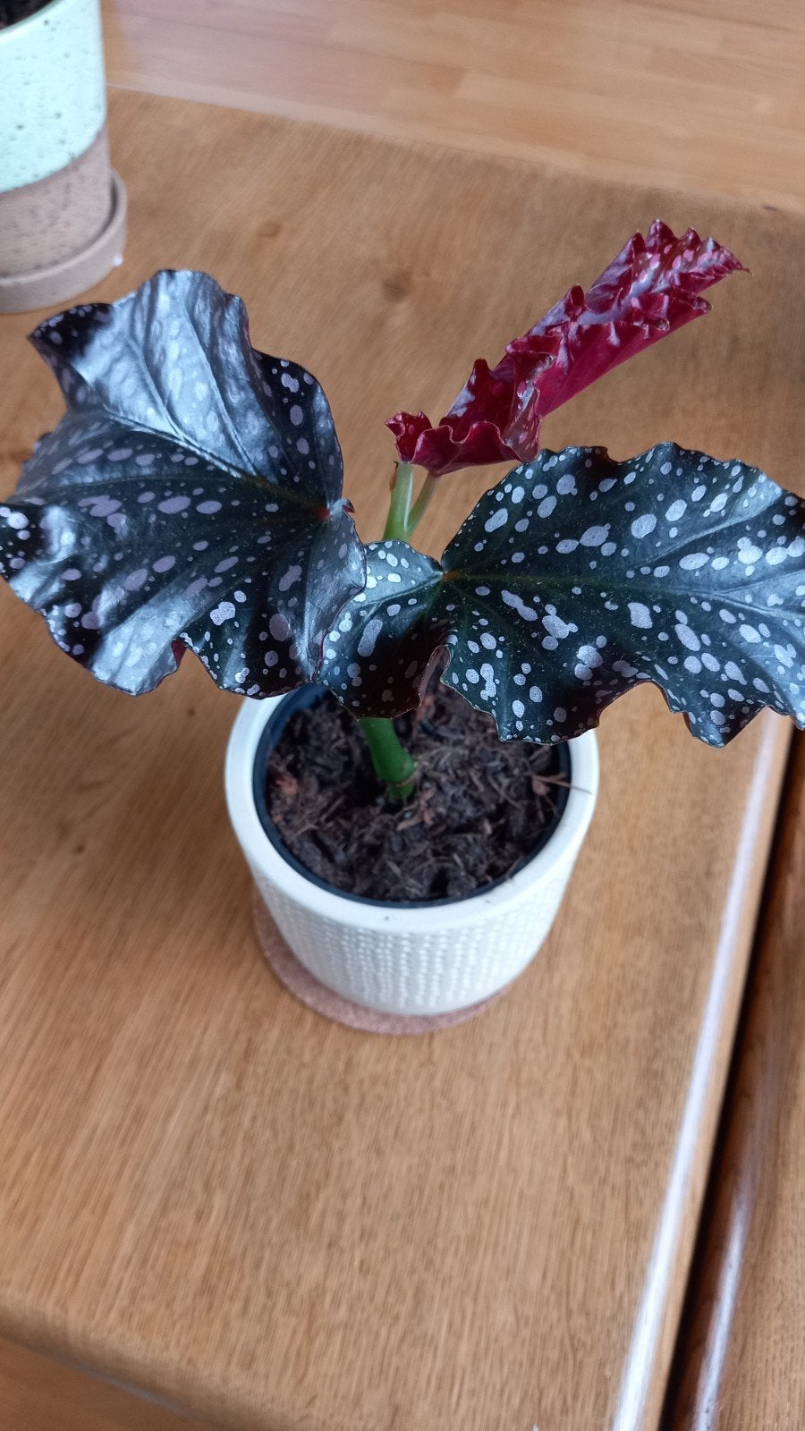 Begonia, Ophalen, Halfschaduw, Minder dan 100 cm