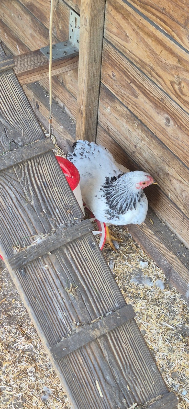 Wyandotte columbia kriel, Dieren en Toebehoren, Pluimvee, Mannelijk, Kip