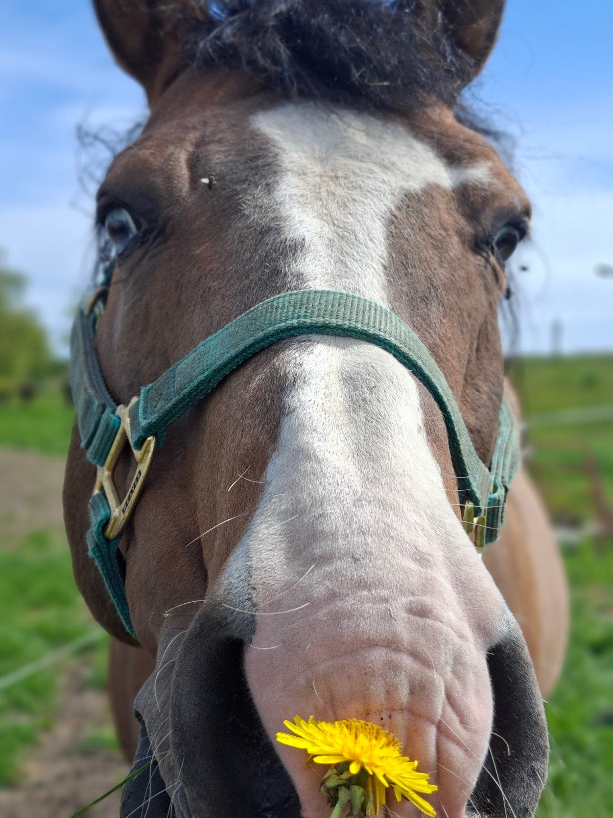 Verzorgers gezocht, Diensten en Vakmensen, Dieren | Paarden | Verzorging, Oppas en Les