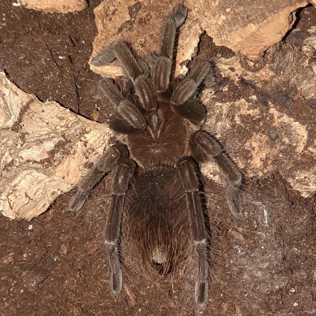 Pamphobeteus SP. Manganegra man(Manganegra Giant Bird Eater), Spin of Schorpioen