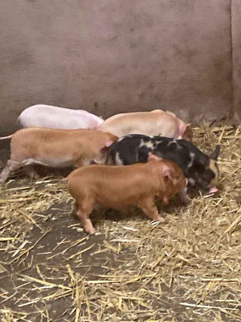 5 Kune Kune biggetjes zeugjes ( nog 3 over ), Dieren en Toebehoren, Schapen, Geiten en Varkens, Vrouwelijk, Varken, 0 tot 2 jaar