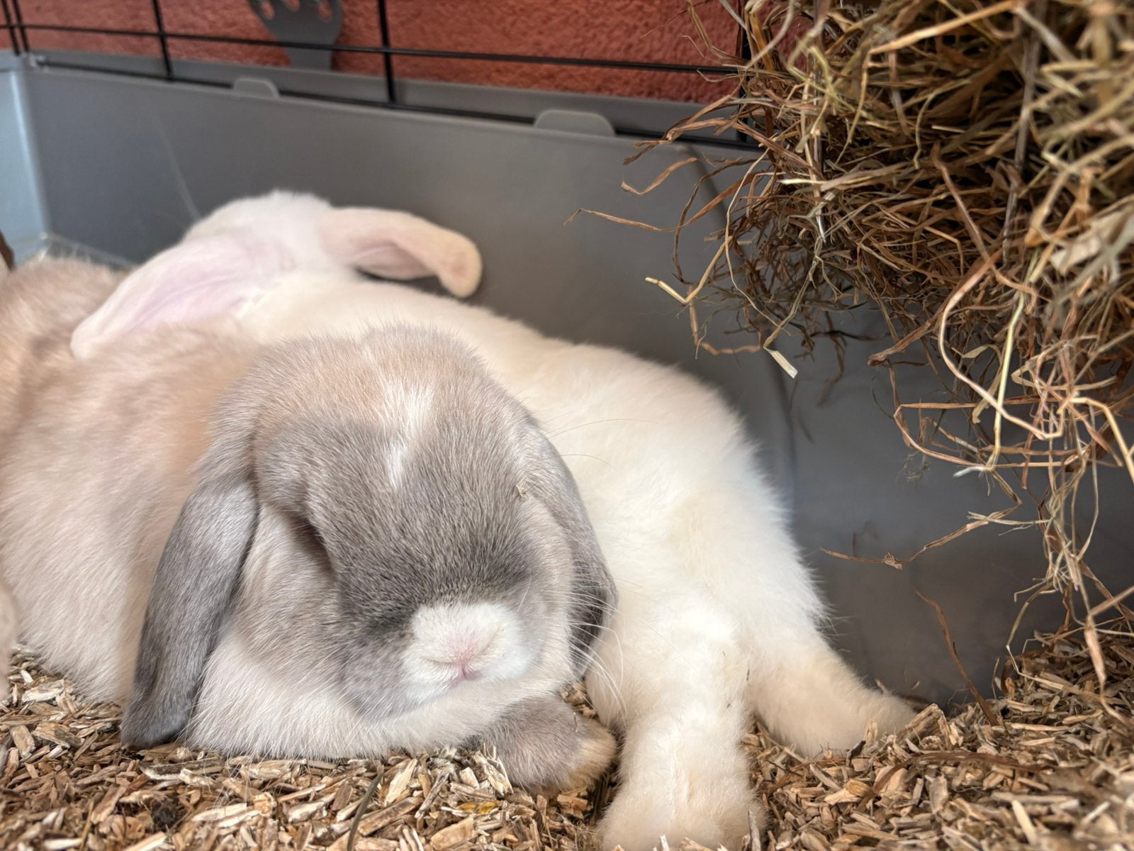 Lieve Mini lop konijntjes, Meerdere dieren, Dwerg