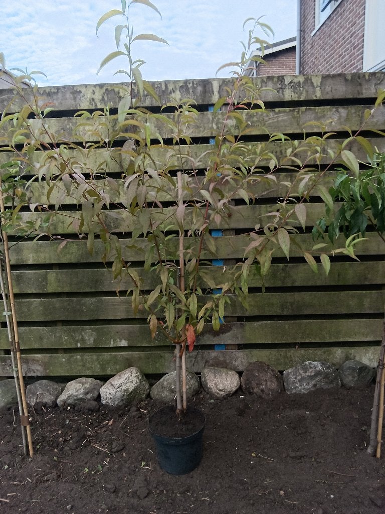perzik bomen laagstam  3  stuks beschikbaar, Tuin en Terras, Planten | Fruitbomen, Ophalen, Lente, Overige soorten, Volle zon