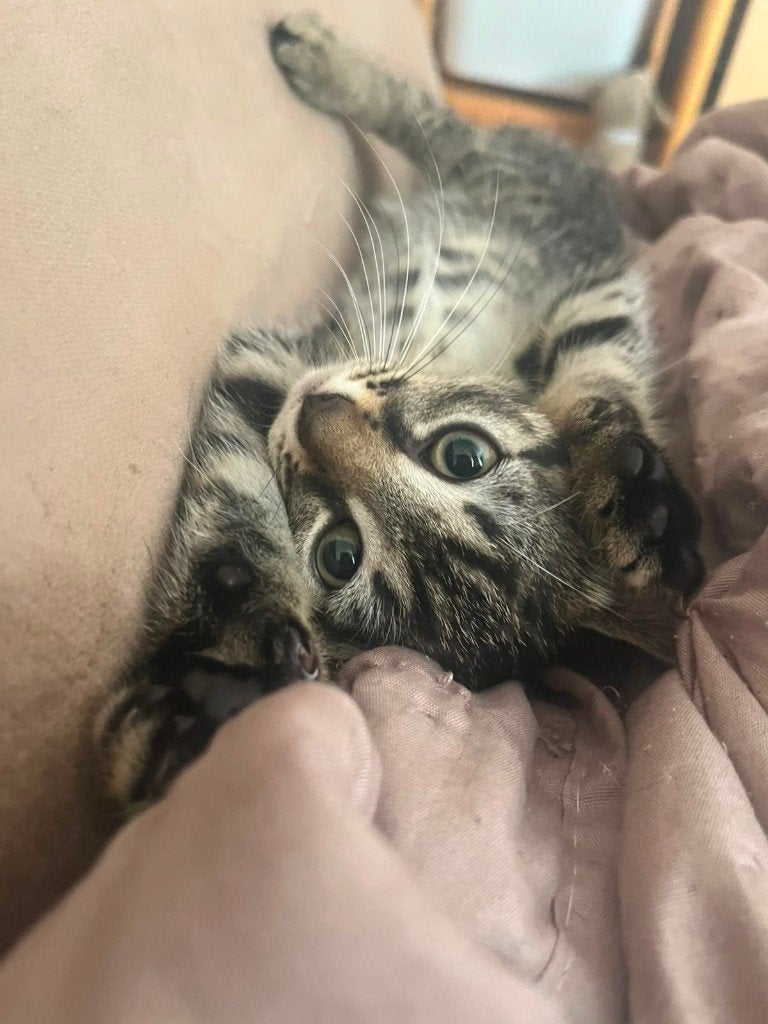 LIEVE SPEELSE KITTENS, Meerdere dieren, Ontwormd, 0 tot 2 jaar