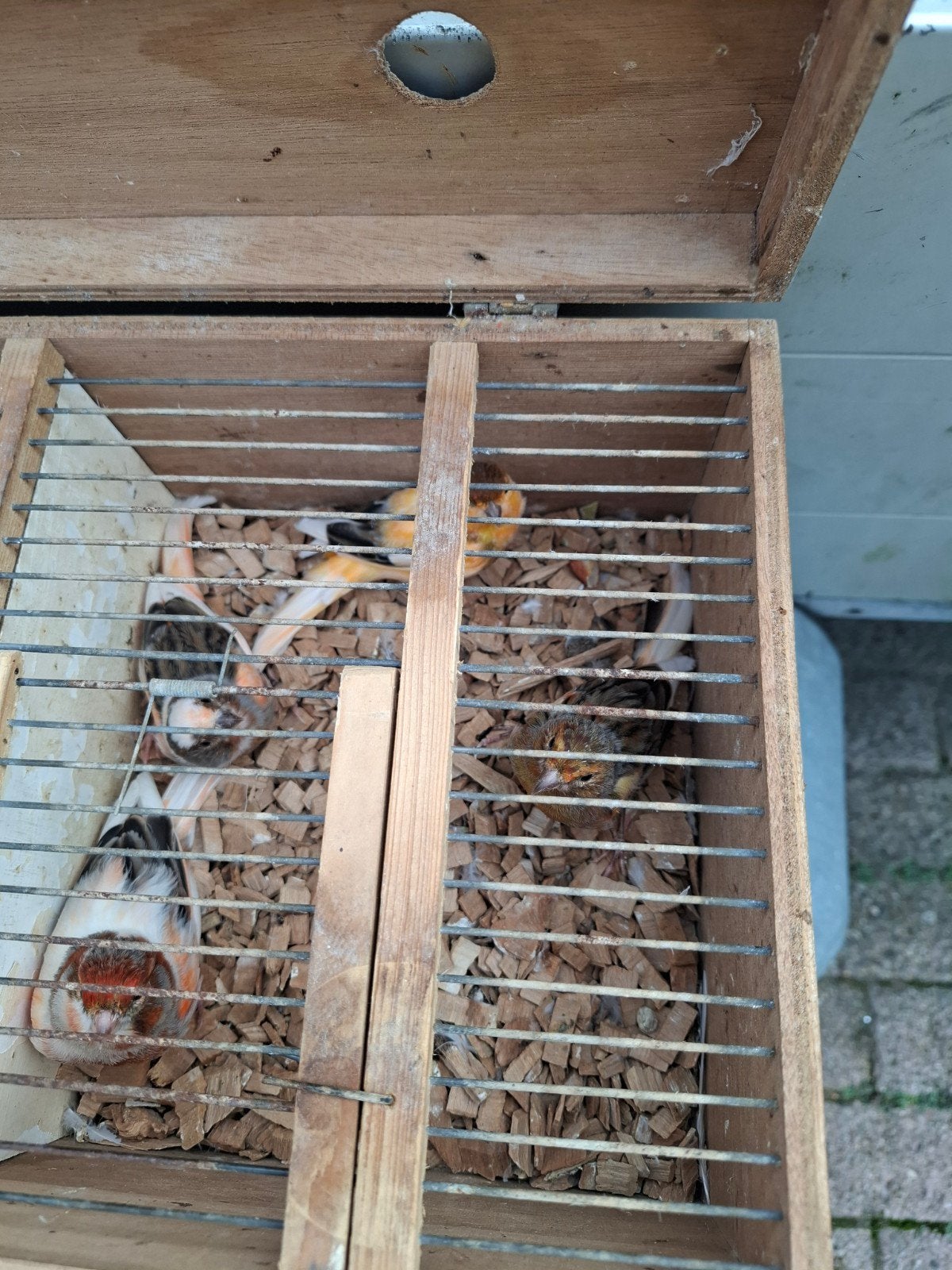 harlekijn kanaries, Dieren en Toebehoren