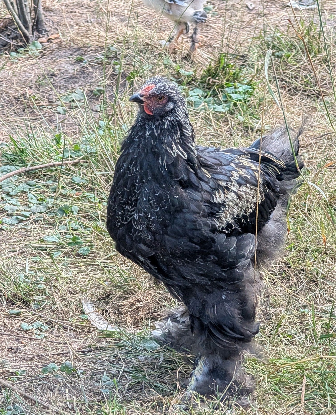 brahma haan gratis, Dieren en Toebehoren, Mannelijk, Kip