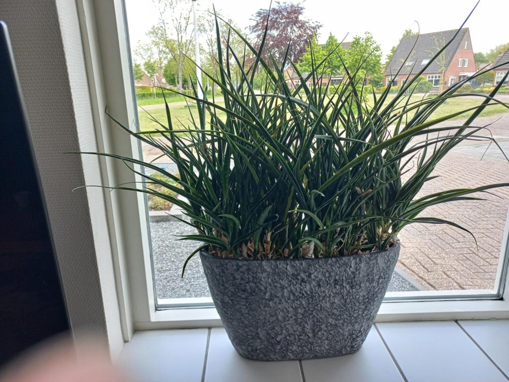 Plant incl pot, Ophalen of Verzenden, Zo goed als nieuw