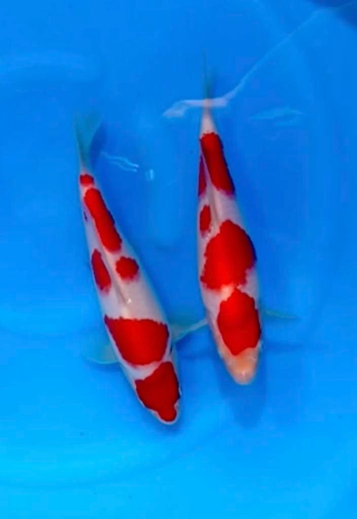 Hq tosai maruhide japanse koi kohkau, Dieren en Toebehoren, Vissen | Vijvervissen, Karper of Koi