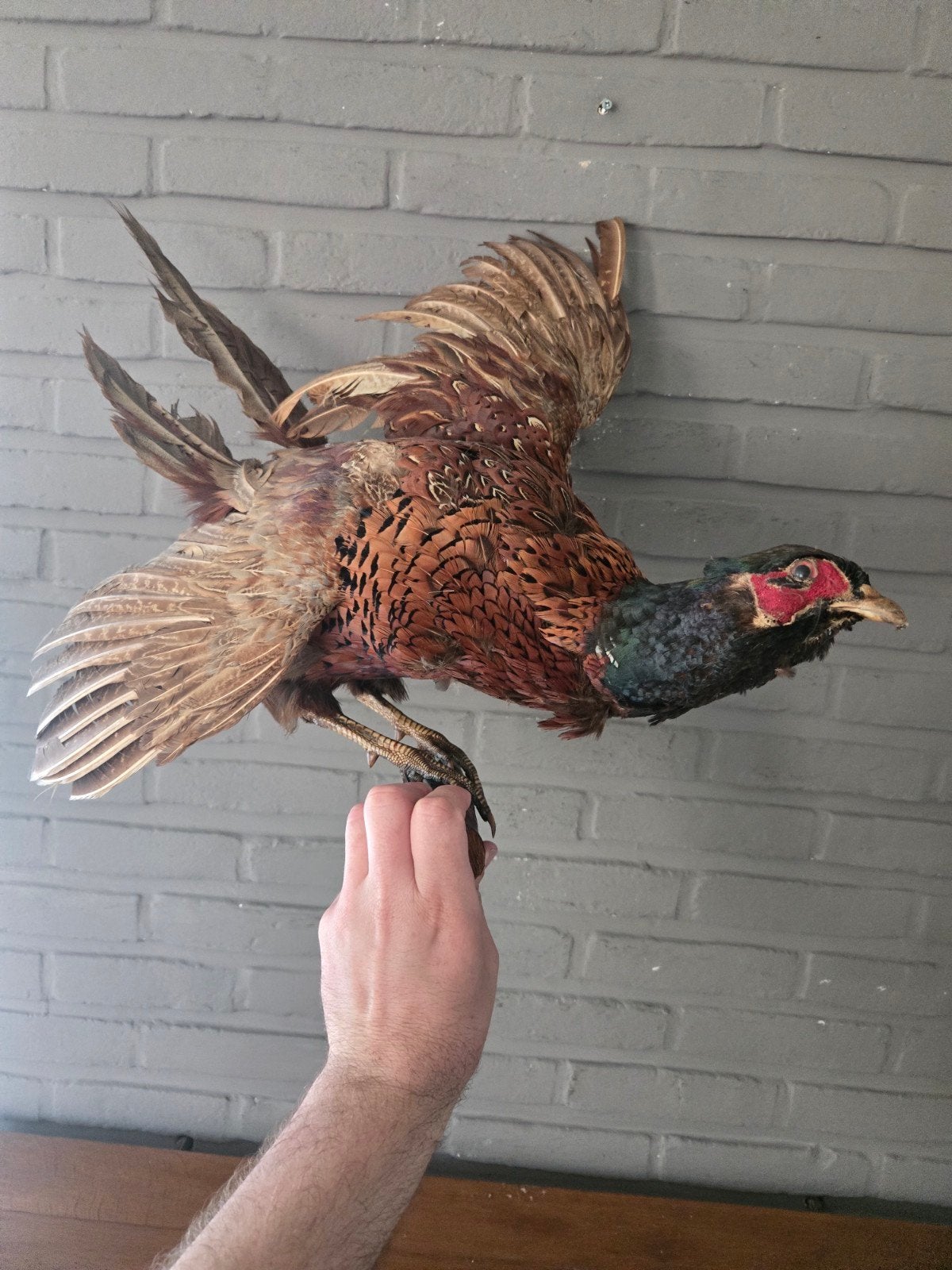 Opgezette fazant, Ophalen of Verzenden, Nieuw, Wild dier, Opgezet dier