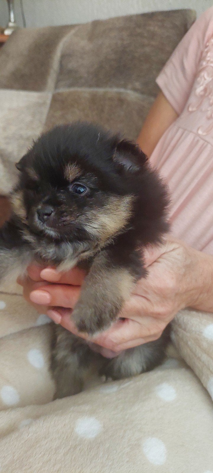  Te koop: Prachtige Mini (bearface) Pomeriaan puppy s Teefje, Parvo, Overige rassen, 8 tot 15 weken, Teef