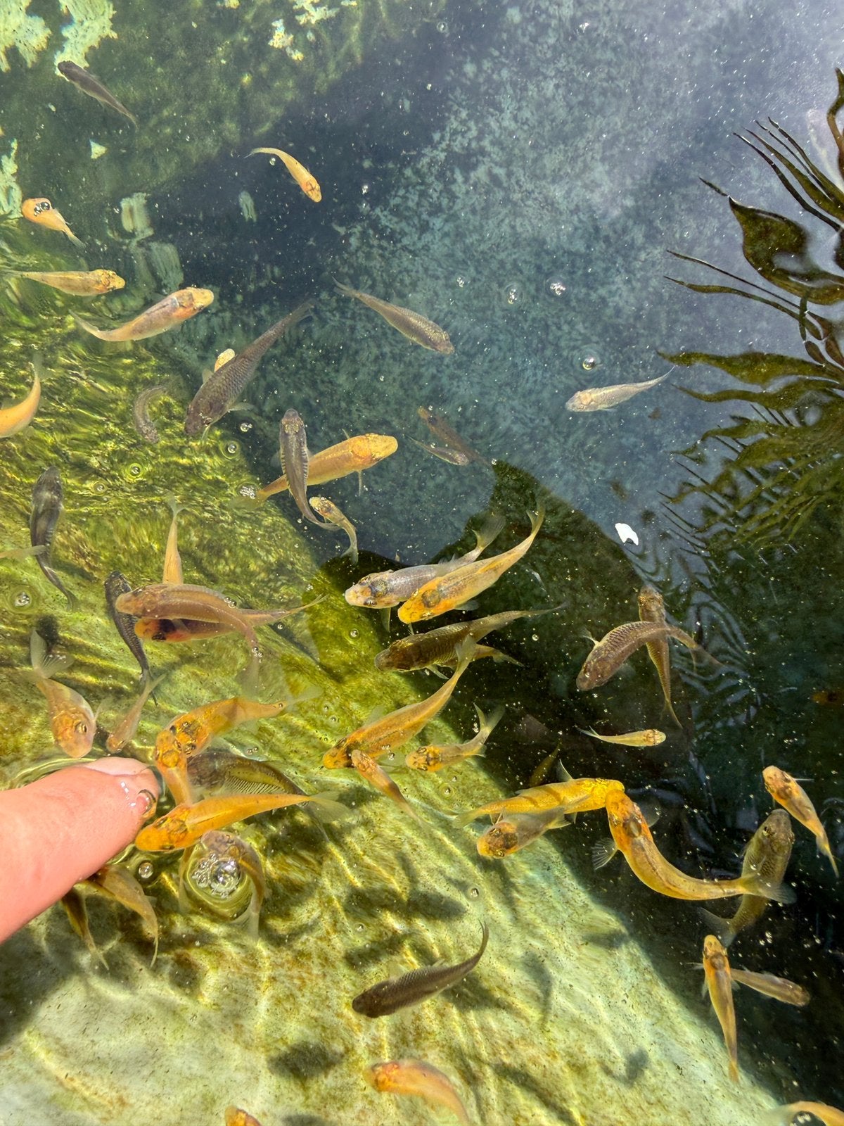 Baby koi, Karper of Koi