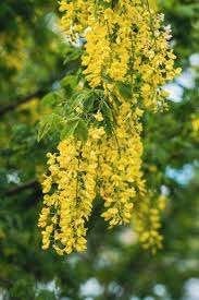 Mooie Gouden Regen bomen (Laburnum watereri 'Vossii'), Lente, 100 tot 250 cm, Volle zon, In pot