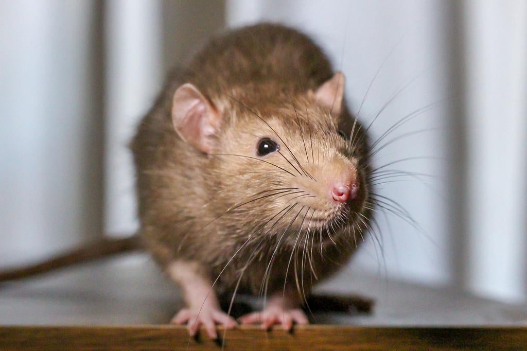 3 mannelijke ratjes, 1 jaar en 3 maanden oud, Dieren en Toebehoren, Knaagdieren, Rat, Mannelijk, Januari, Tam