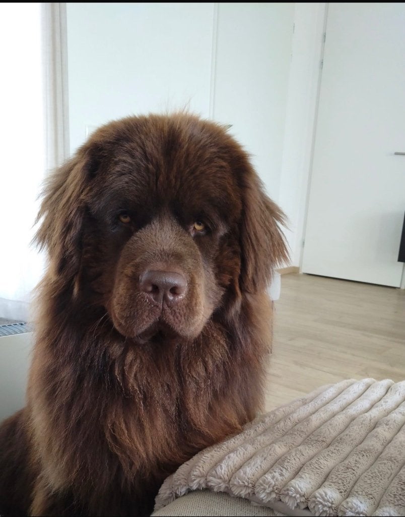 New foundlander dekreu / dekking, Reu, 1 tot 2 jaar, Eén hond, CDV (hondenziekte)