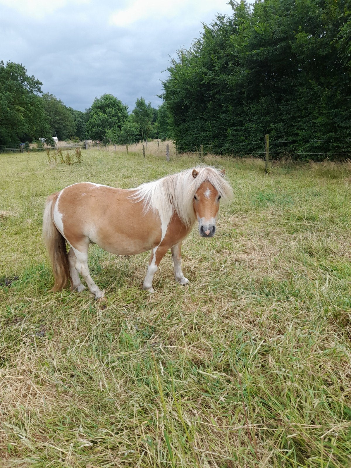 dekhengst te koop,  merries verkocht, Dieren en Toebehoren, Pony's, Meerdere dieren, A pony (tot 1.17m), Met stamboom, 7 tot 10 jaar