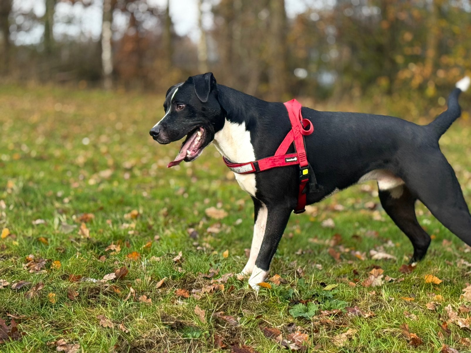 Unieke en actieve mix Border Collie x Amerikaanse Bulldog, Reu, 1 tot 2 jaar, Eén hond, CDV (hondenziekte)