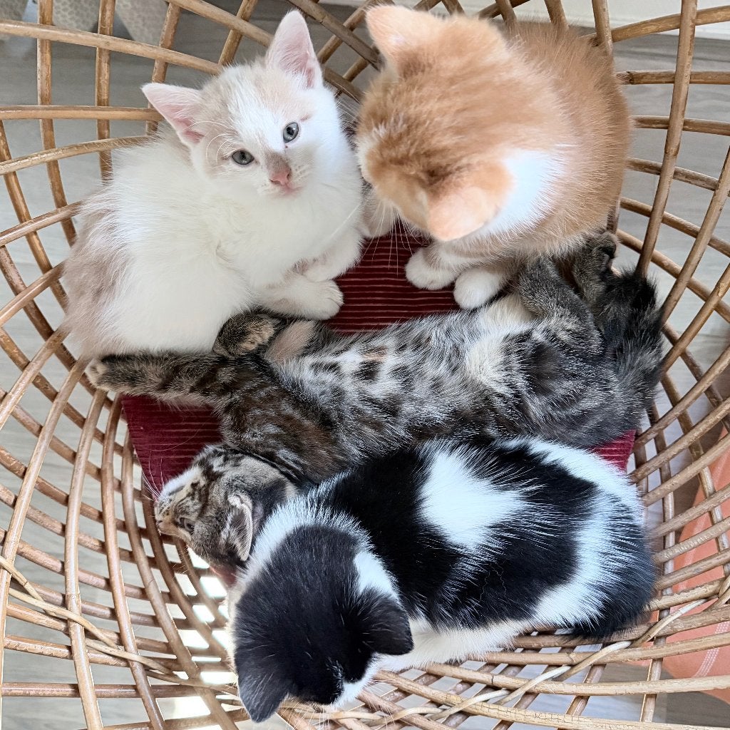 Stel leuke kittens (rode en zwart gestreepte gereserveerd), Geslacht onbekend, 0 tot 2 jaar