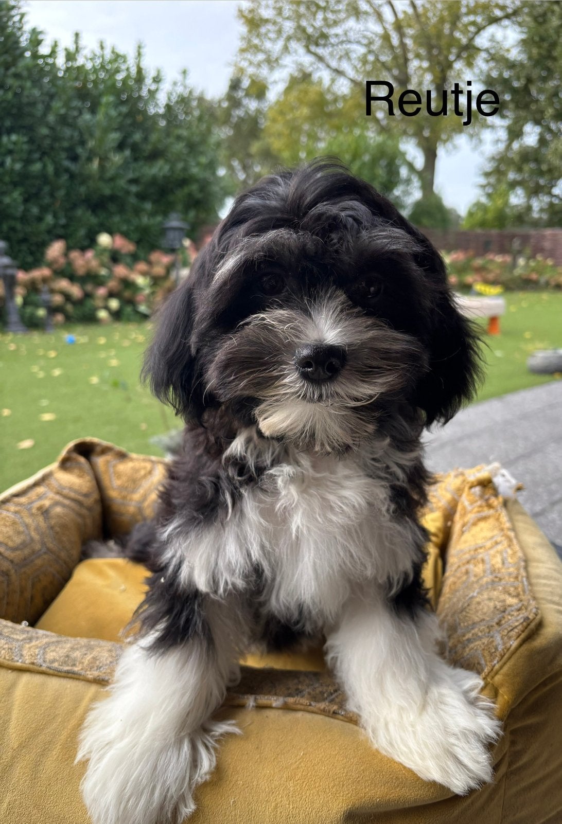 Boomer x Labradoodle mini pups, Nederland, Overige rassen, 8 tot 15 weken, Meerdere