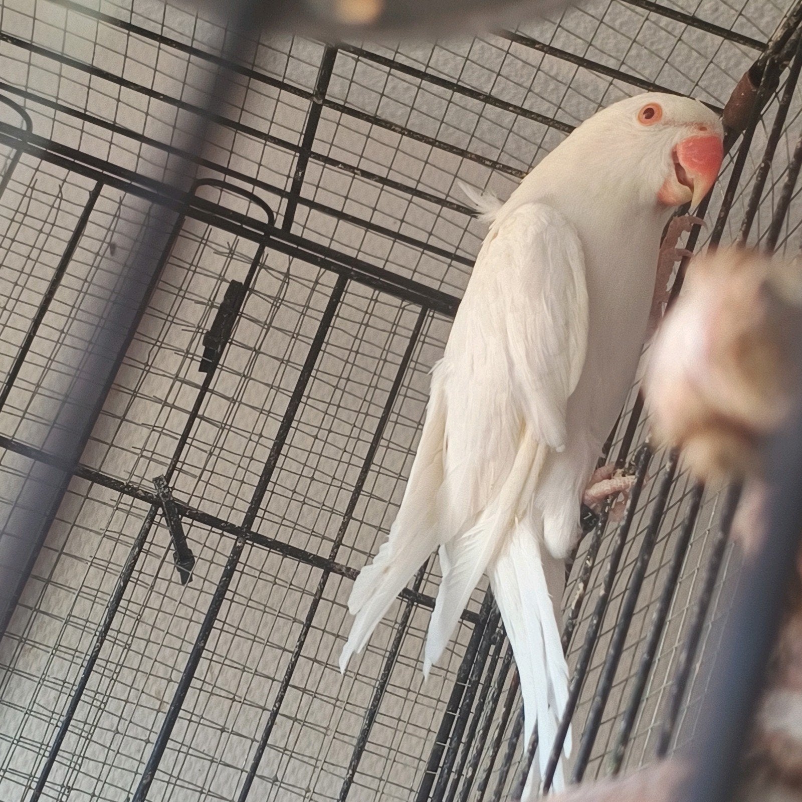 3 broedrijpe halsbandparkiet poppen te koop!, Vrouwelijk, Parkiet, Geringd