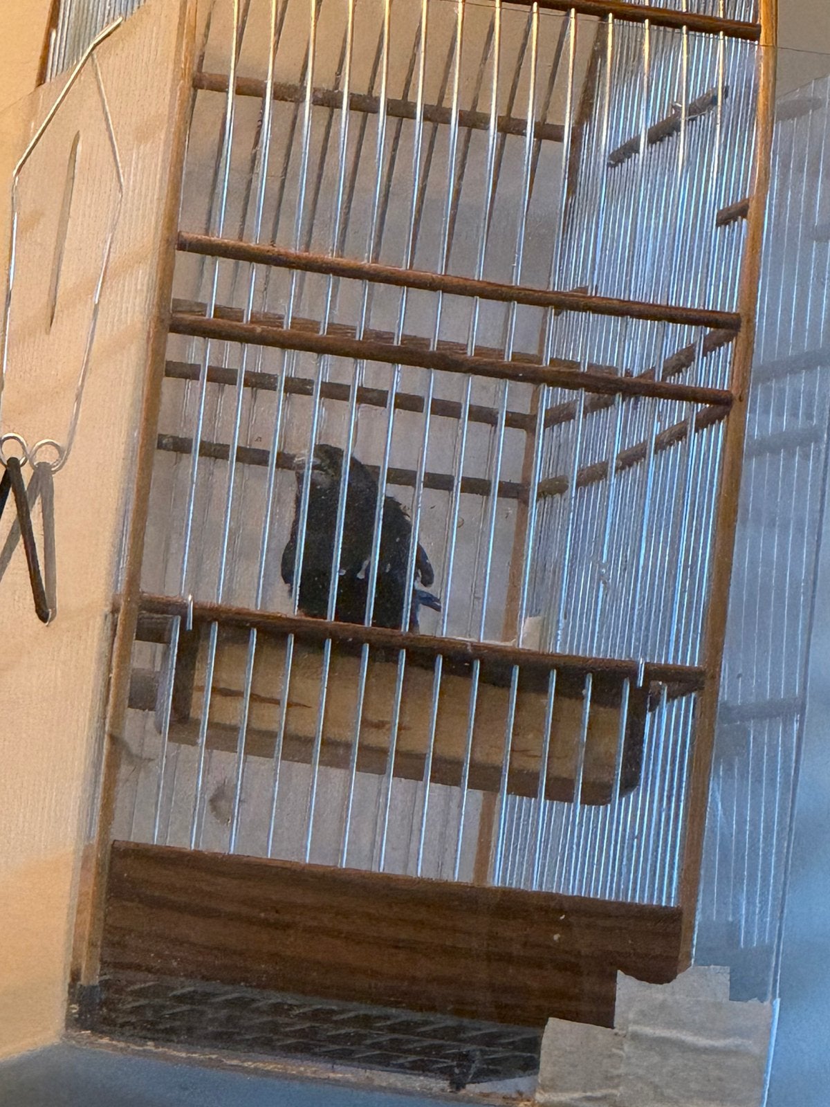 Twa twa, Dieren en Toebehoren, Vogels | Hokken en Kooien, Ophalen of Verzenden, Zo goed als nieuw, Hout, Vogelkooi