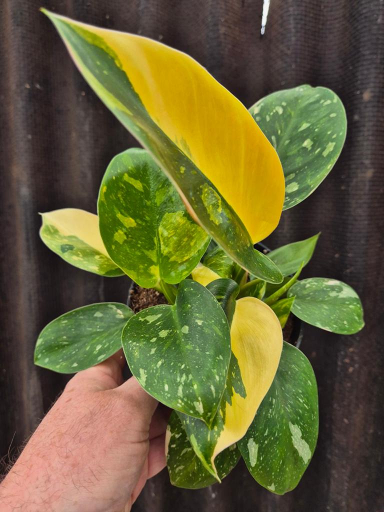 Philodendron Green Congo Variegata p14 (3)