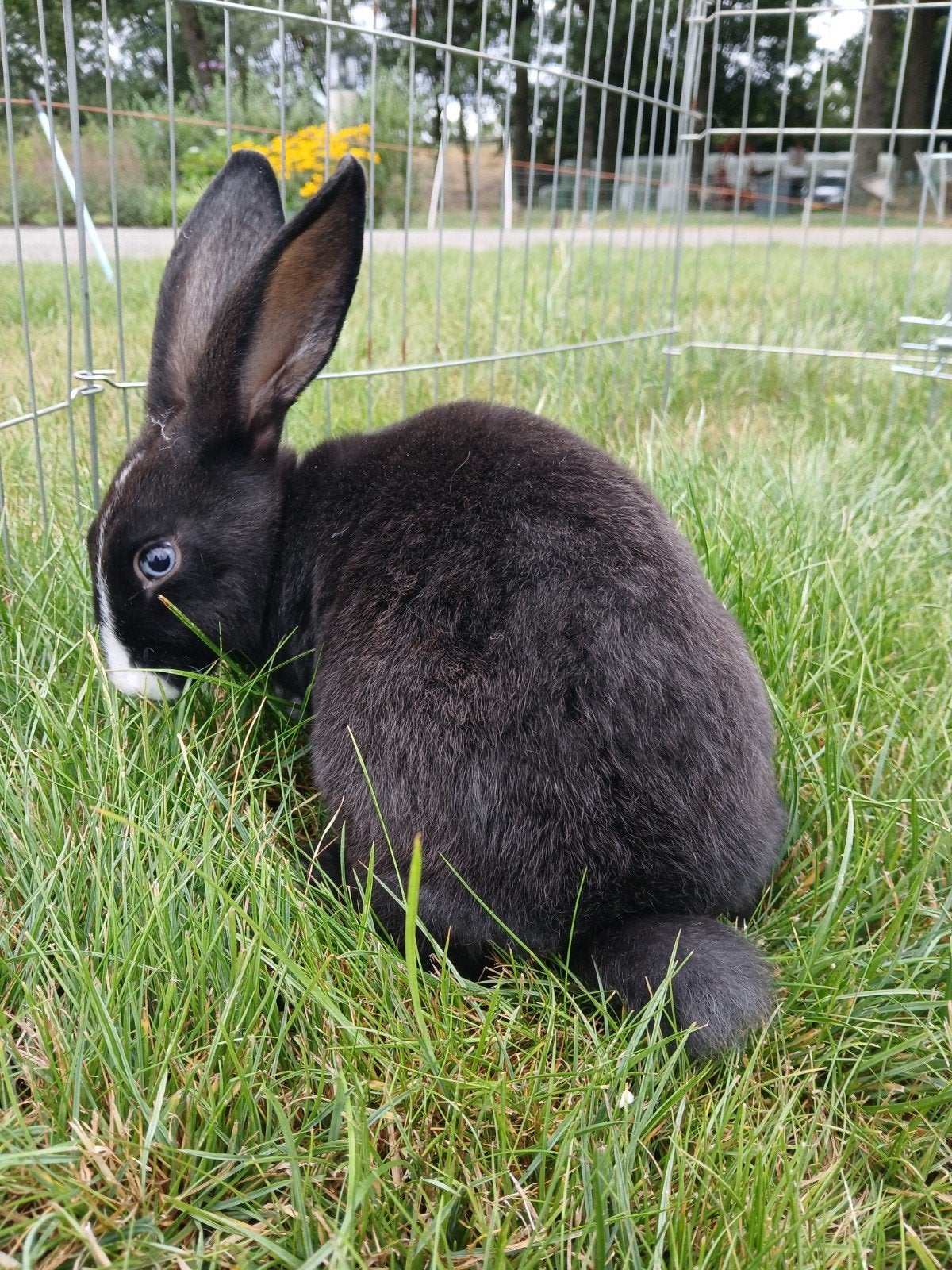 mooi jong zwart Rex rammetje, Mannelijk, Middelgroot, 0 tot 2 jaar