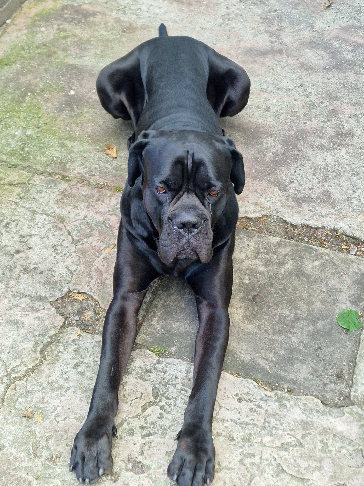 Cane Corso dekreu. mat XL. zwarte, Dieren en Toebehoren, Particulier, Buitenland, Eén hond, 3 tot 5 jaar