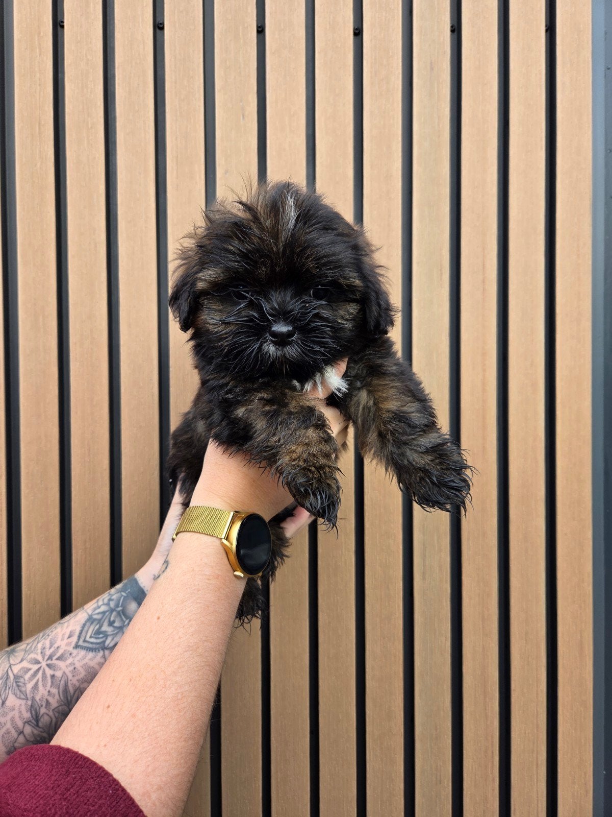 Super knappe Shihpoo x Maltipoo pups, Overige rassen, 8 tot 15 weken, Meerdere, Meerdere dieren