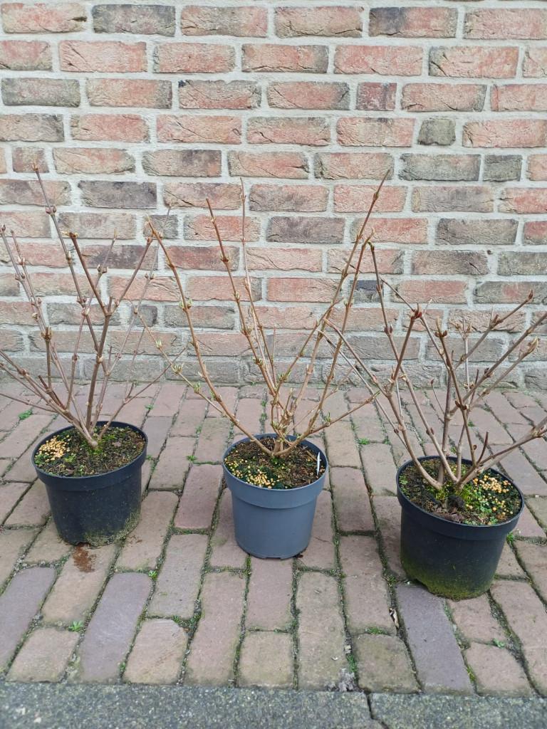 Japanse sneeuwbal (diverse soorten), Tuin en Terras, Planten | Tuinplanten, Vaste plant, Overige soorten, Volle zon, Lente, Ophalen