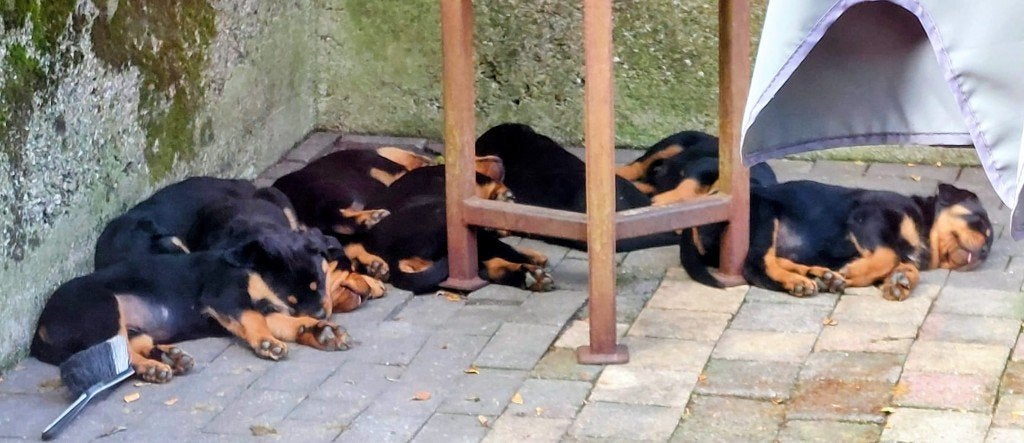 forse Rottweiler pups van een hele mooie afstamming, Dieren en Toebehoren, Parvo, 8 tot 15 weken, Meerdere, Meerdere dieren