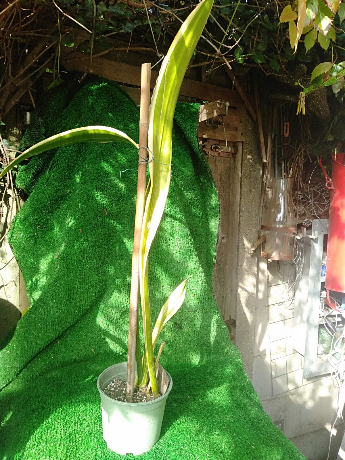 Lelijke Sanseveria of Sansevieria trifasciata 80cm hoog., Ophalen, Vetplant, Halfschaduw, Minder dan 100 cm