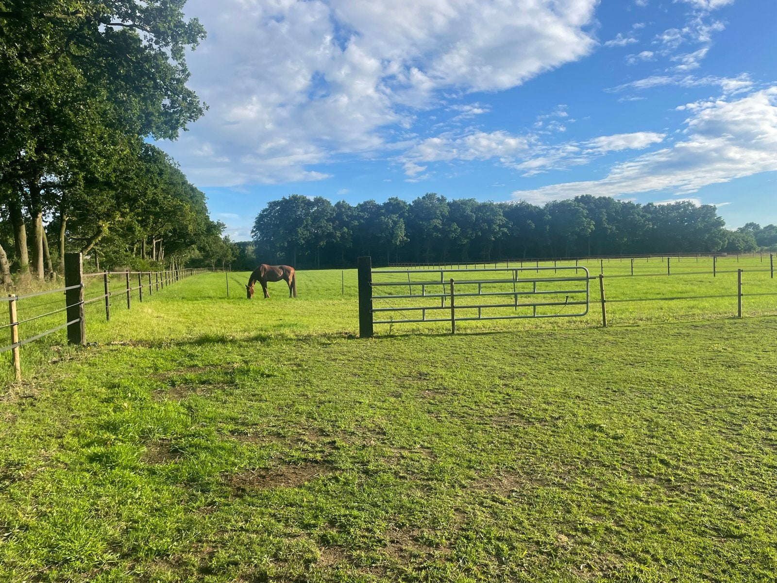 Stalling en weidegang voor paardenopfok/ paarden opfok, Stalling