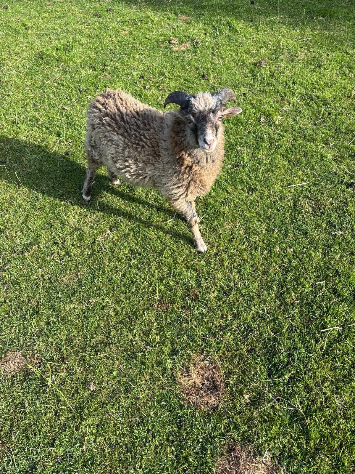 Lief, Blond ouessant rammetje . 2026 met Ubn, Mannelijk, Schaap, 0 tot 2 jaar