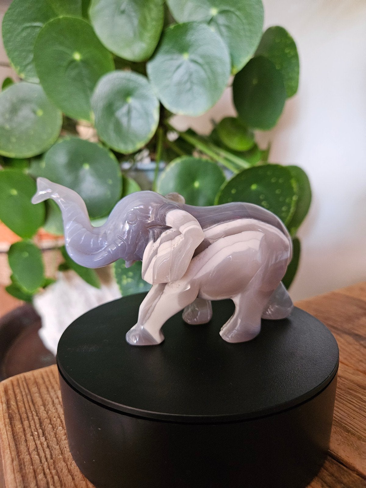 Agaat olifant, Ophalen
