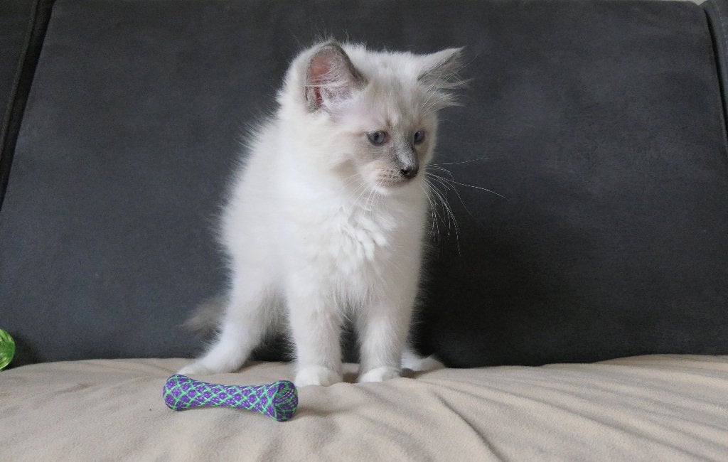 Lieve ragdoll katers met stamboom zoeken een liefdevol thuis, Dieren en Toebehoren, Katten en Kittens | Raskatten | Langhaar, Meerdere dieren
