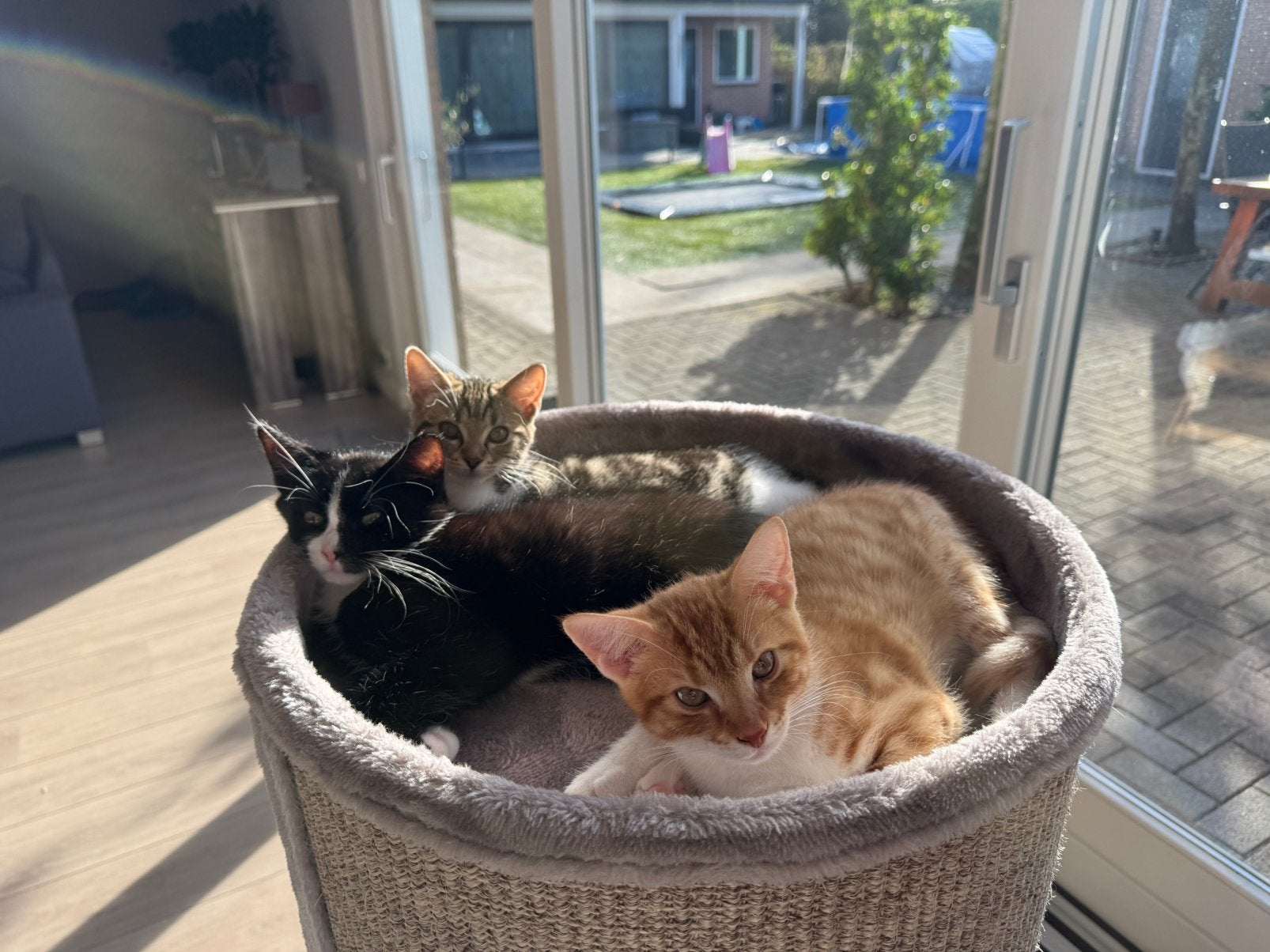 Lieve kittens mogen naar nieuw huisje., Dieren en Toebehoren, Meerdere dieren, Kortharig, 0 tot 2 jaar