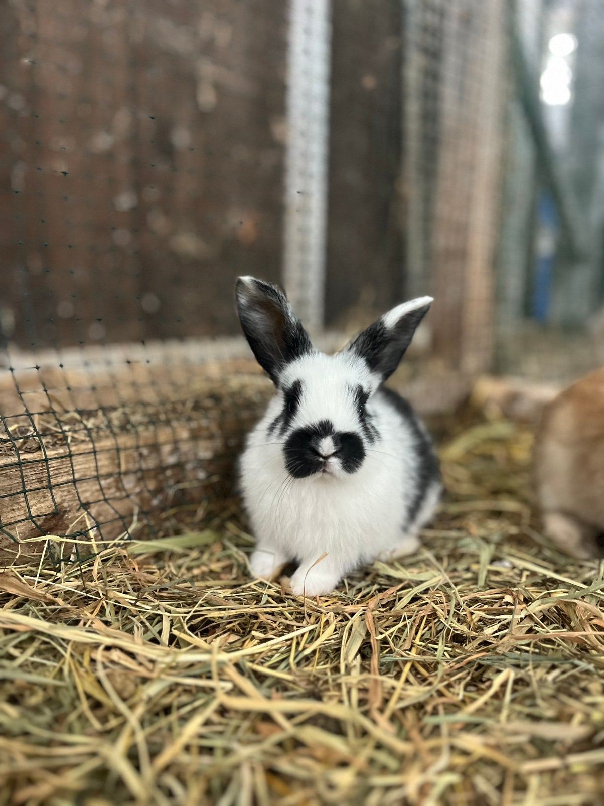 Lieve konijntjes, Dieren en Toebehoren, Meerdere dieren
