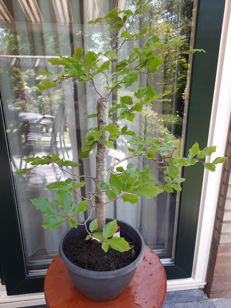 Pré bonsai Fagus Sylvatica Afgeprijsd €25!!!!, Ophalen, Bloeit niet, Halfschaduw, Overige soorten