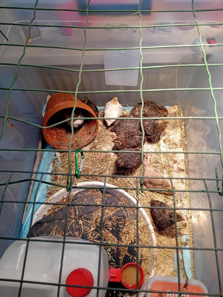Japanse kwartel, April, Geslacht onbekend, Hamster