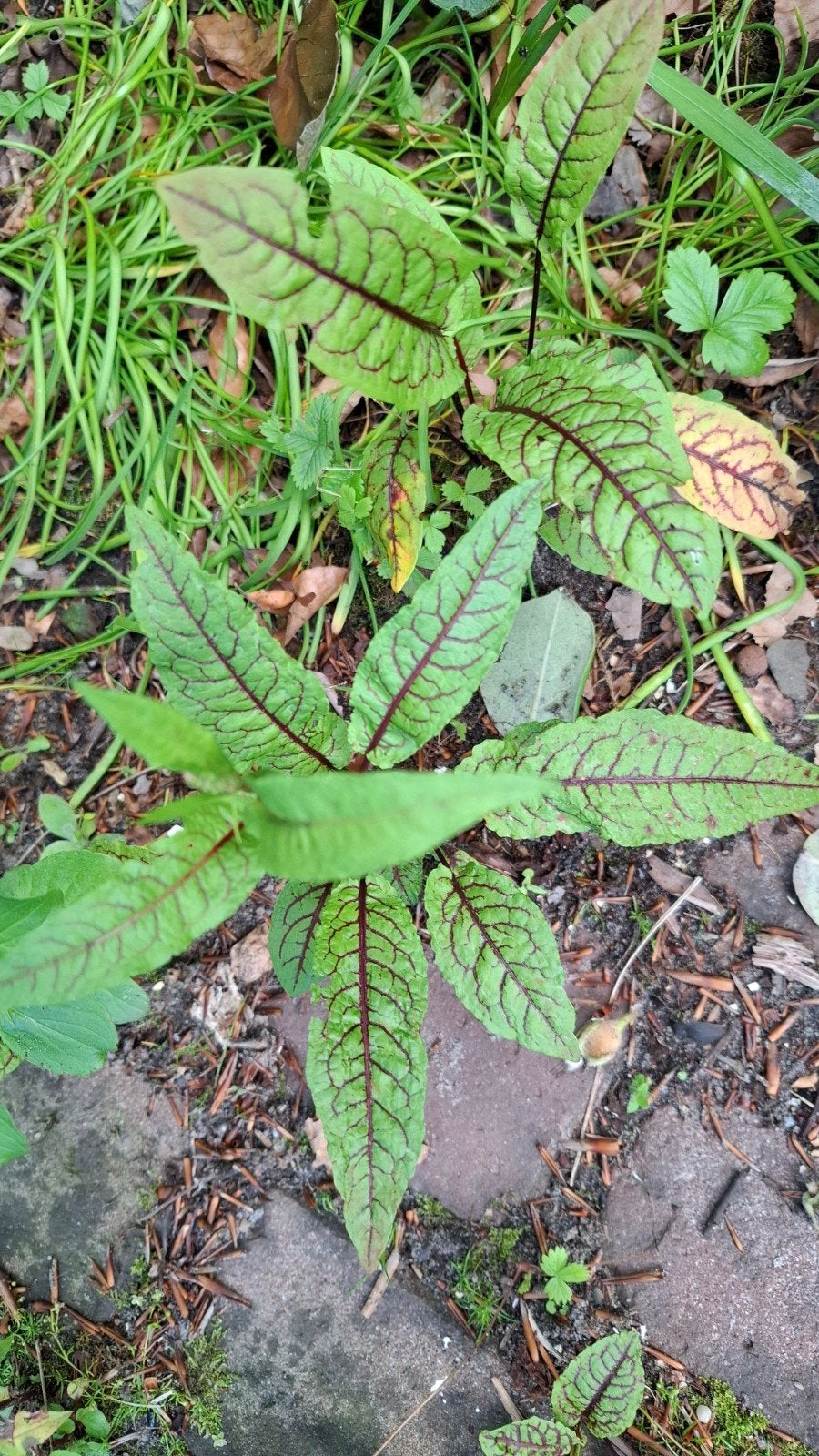 GRATIS Bloedzuring stekjes, eetbare plant, Ophalen, Halfschaduw, Zomer, Groenteplanten
