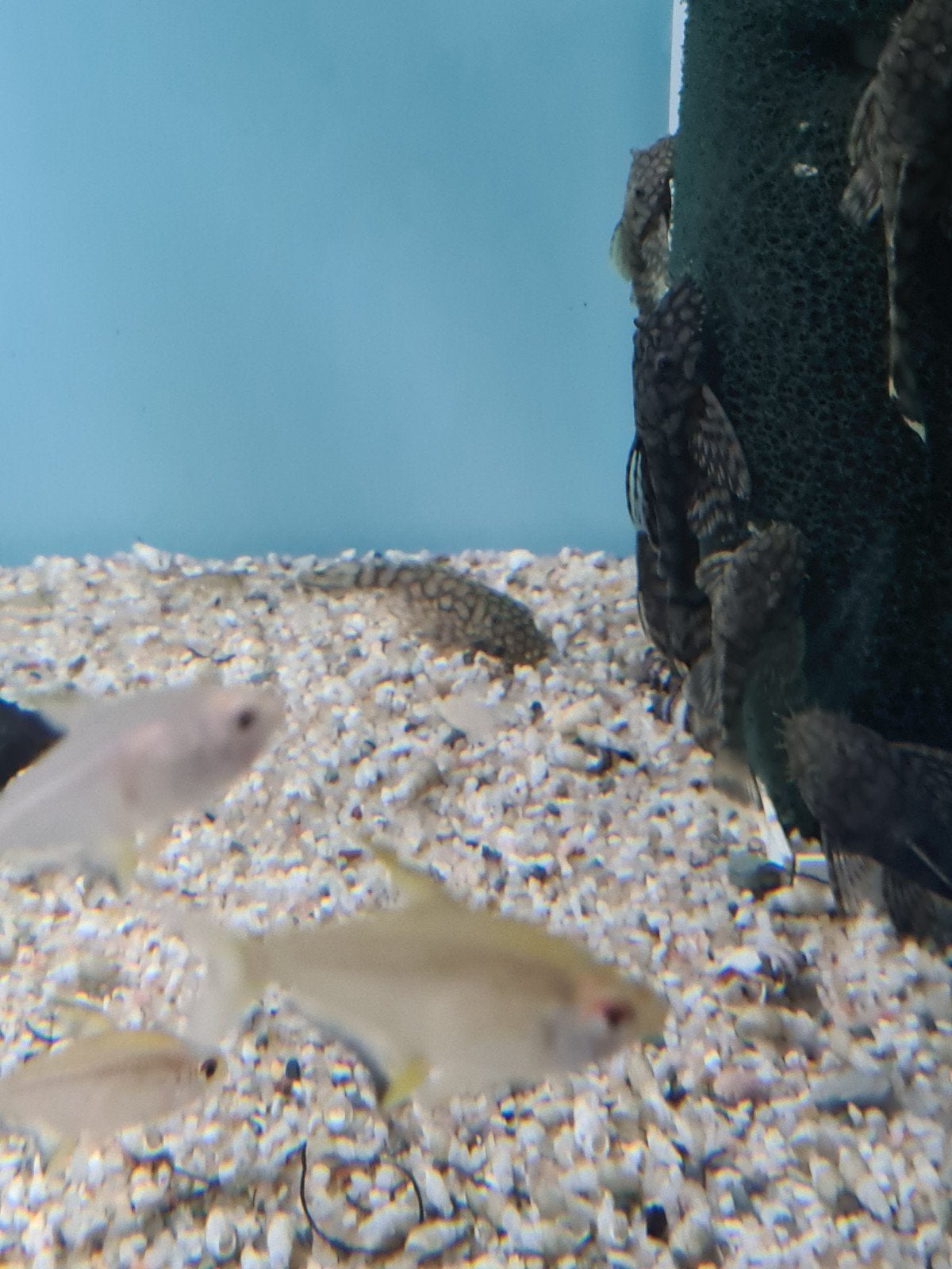 L519 algeneter, Pleco, Ancistrus Sp. L519,, Vis, Zoetwatervis