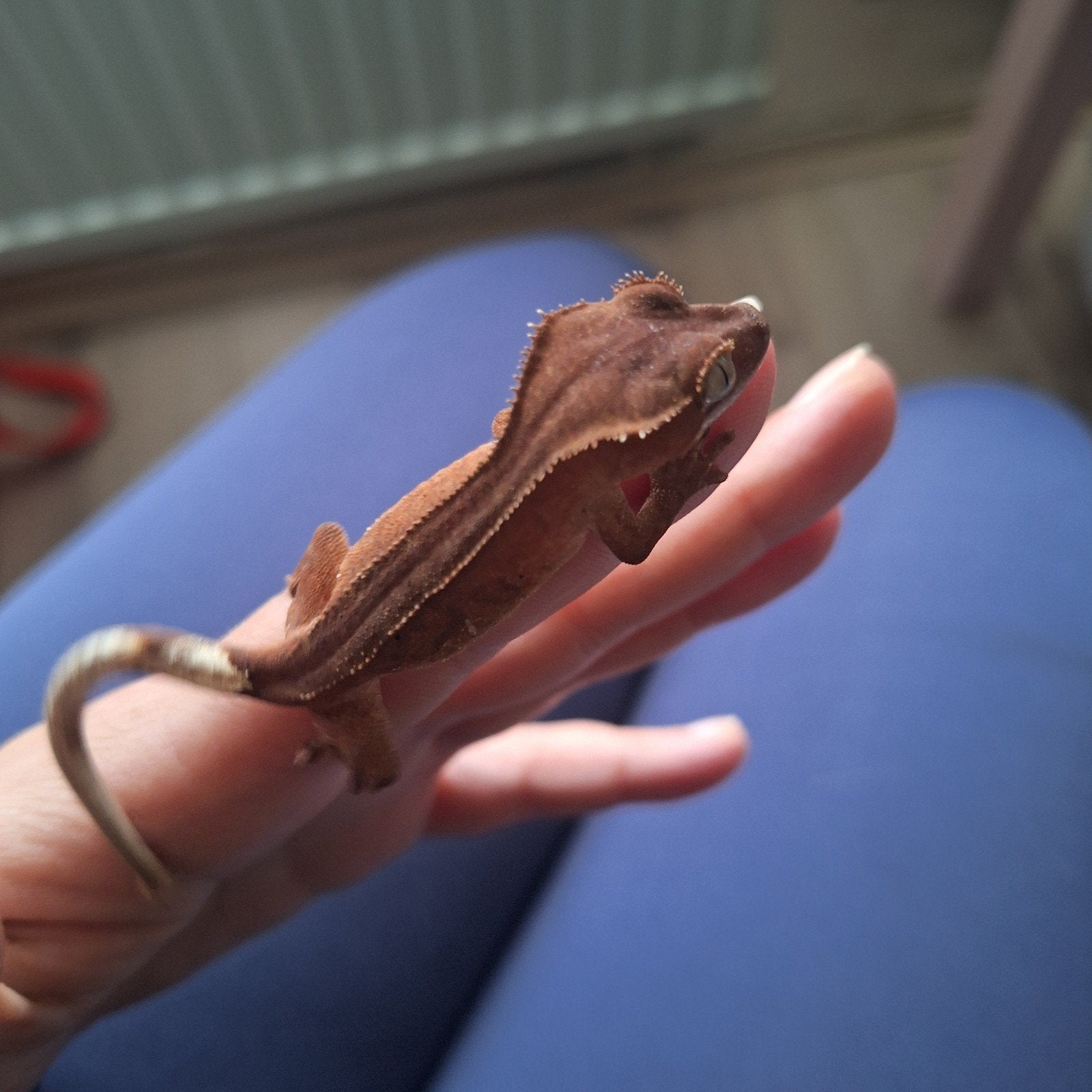 wimpergekko phanthom Crested Gecko photo 2