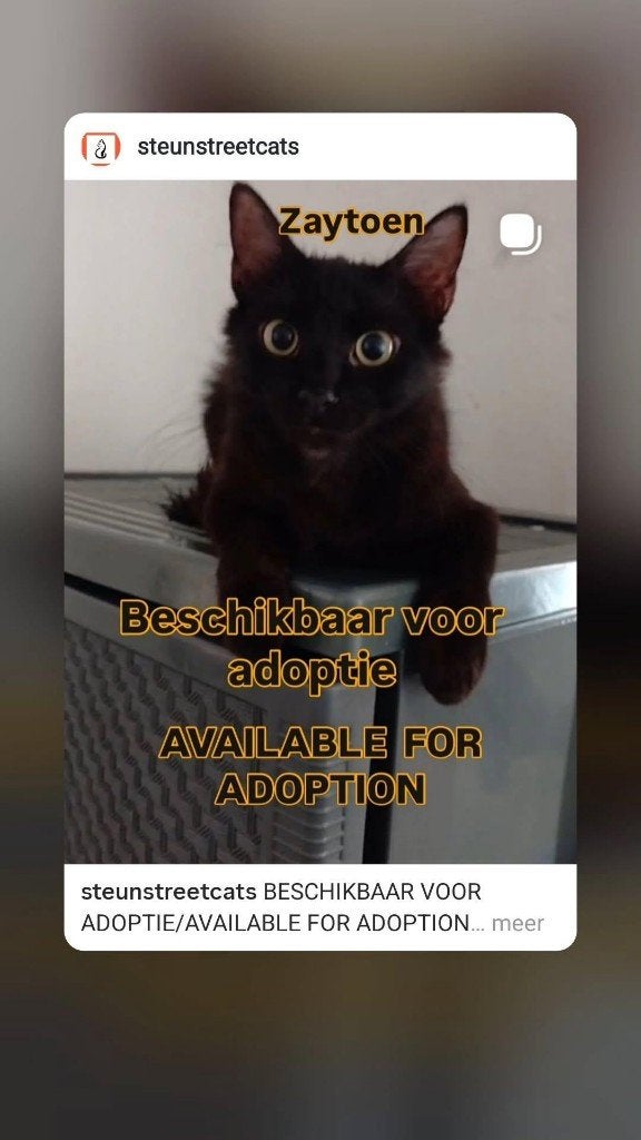 kater, Kater, Gechipt, 0 tot 2 jaar