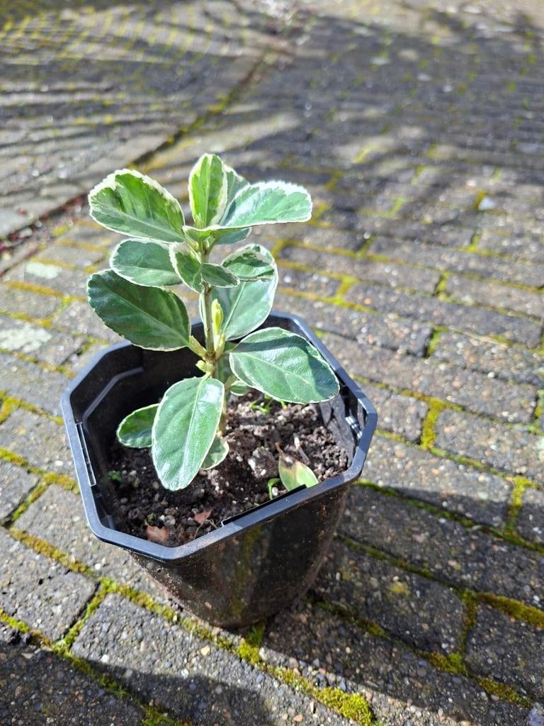 Kardinaalsmuts - Haagplant met mooie meerkleurige bladeren, Tuin en Terras, Planten | Tuinplanten, Vaste plant, Bloeit niet, Halfschaduw