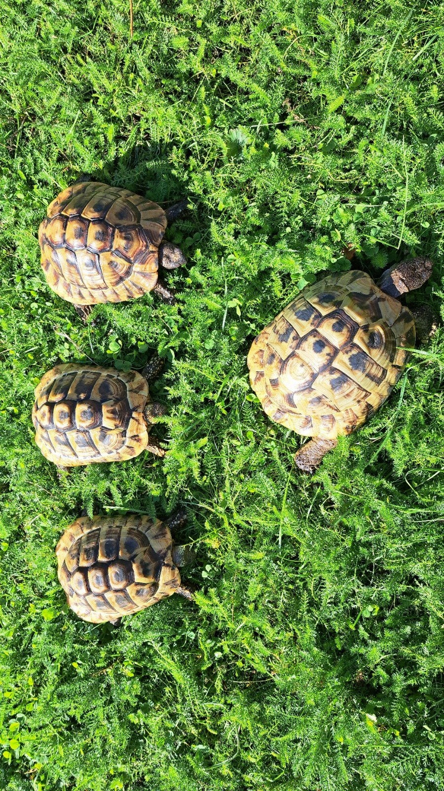 Testudo hermanni (Griekse landschildpadden), Dieren en Toebehoren, Schildpad, 7 tot 10 jaar