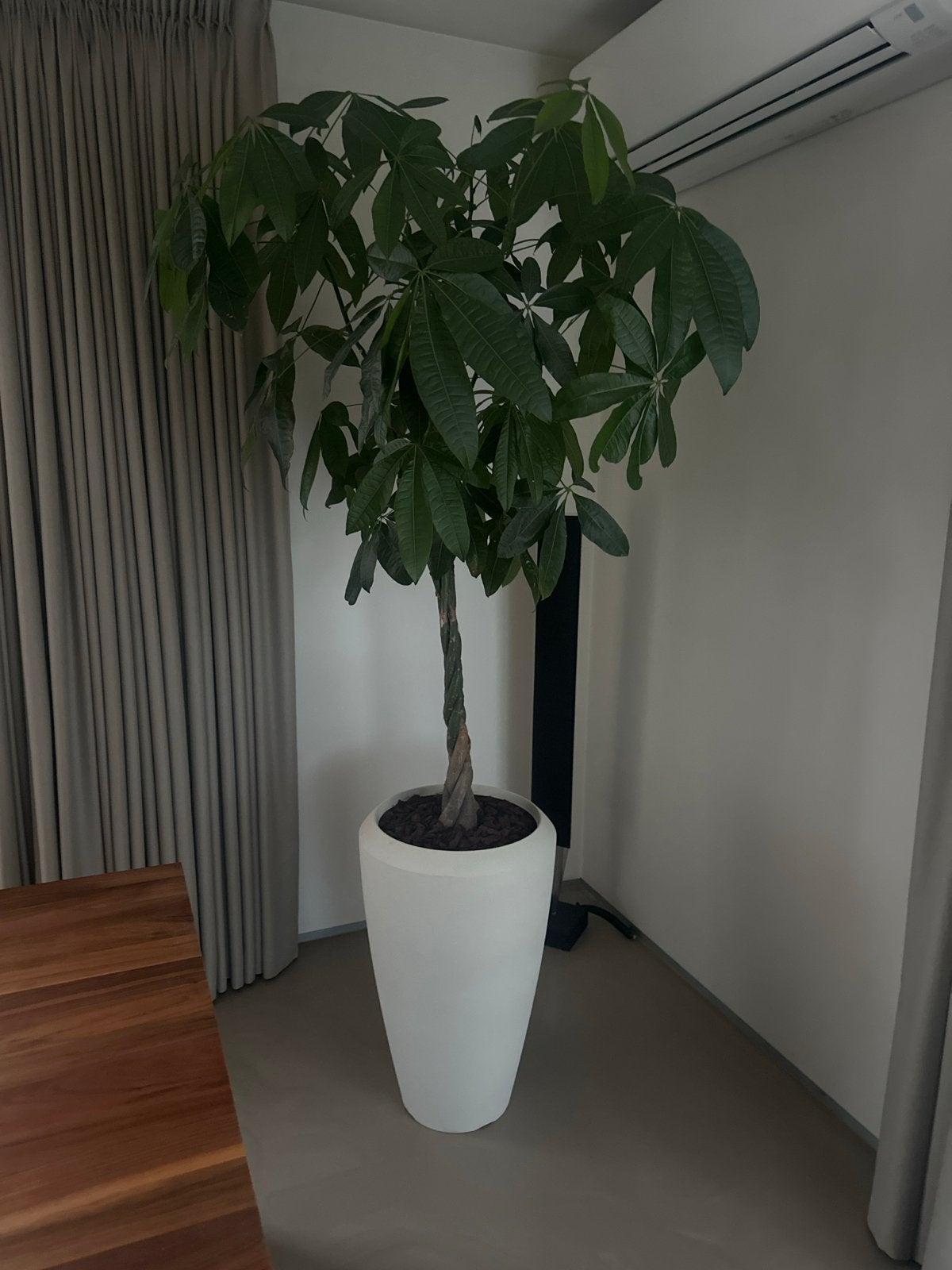 Grote Pachira Aquatica (Geldboom) in witte pot, Ophalen, Zo goed als nieuw